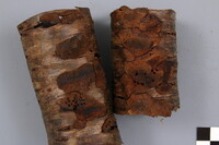 Phellinus prunicola image